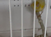 2 cocks 4 hens