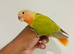 Hand reared lovebirds for sale
