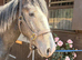 Big 2yr old gelding to make 15.2 plus