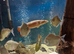 Fish for sale