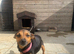 Miniature black and tan Jack Russell