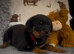 Rottweiler puppies, 3 boys, 3 girly, ready to go.