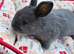 Adorable Baby Rabbits for Sale - Beautiful Colours