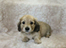 Cream long haired miniatures READY NOW