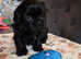 Chocolate Shih Tzu For Stud