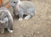 French lops bucks