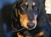 Longhair daschund