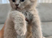Rare Stunning Chunky Lilac British Shorthair Girl