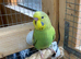Baby budgies 9-10 weeks old