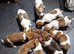 Jack Russell Puppies