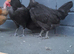 Necked neck bantam chickens