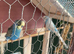 Budgies x 2 Male