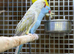 Ring neck parrot