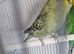 2 budgies
