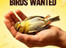 WANTED: ALL BUDGIES — YOUNG & ADULT, ALL TYPES & ALL COLOURS!