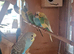 Lovely Budgies