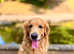 Stud dog