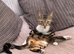 FEMALE KITTEN NEEDING LOVING HOME