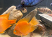 M/f blood parrot fish