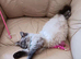 Seal Linx Ragdoll Female for sale.