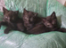 British Shorthair x Domestic Shorthair