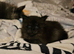 Maine coon male kitten