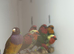 Gouldian finches
