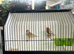Orange Zebra Finches and split orange