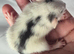 Baby Girl Dumbo Rats