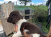 english springer spaniel puppies for sale