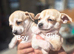 Chihuahua puppies