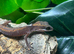 Borneo Cat Gecko at Birmingham Reptiles