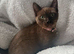 4x kittens for sale ( mum is ragdoll x synths ) dad unknown