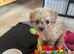 Male F1 Asian maltipoo puppy x small