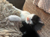 Female and Male Kitten
