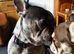 The sweetest frenchie boy ever and soo handsome
