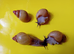 ZANZIBAR GIANT AFRICAN LAND SNAILS