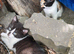 3 kittens ready for new home