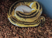 CB22 Female pastel Yellowbelly pied BP
