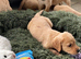 Golden retriever puppies