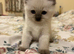Rare Minks, Solids and traditional Ragdoll kittens