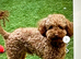 Red toy poodle boy