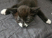 2 kittens loking new family