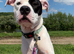 3 year old male Staffy X
