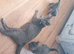 Russian blue x maincoon