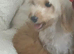 Beautiful Puppies Looking for Loving Homes