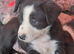 5 border collie puppies