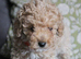 Holistic Maltipoo Puppies