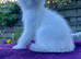 Golden Colourpoint Kittens in Tamworth