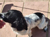English springer spaniel